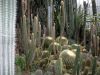Świat kaktusów